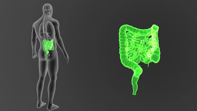 Intestine zoom with Organs