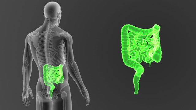 Intestine zoom with Skeleton