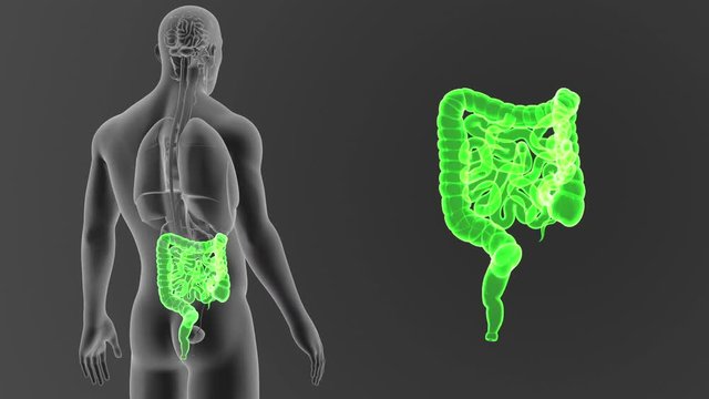 Intestine zoom with Organs