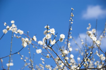 白梅と青空
