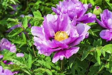 Peony in spring.