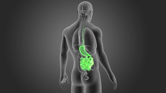 Stomach and Small Intestine with Organs