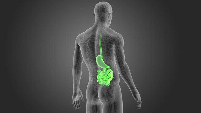 Stomach and Small Intestine with CS