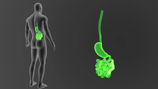Stomach and Small Intestine zoom with Body