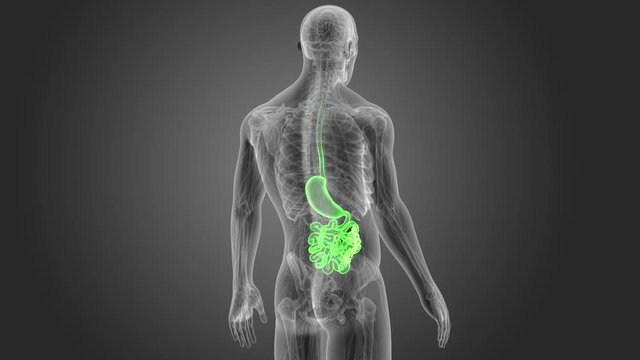 Stomach and Small Intestine with Anatomy