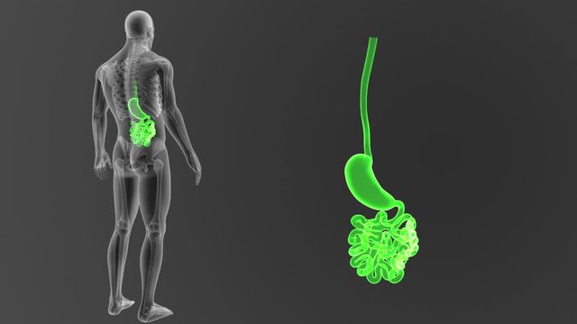 Stomach and Small Intestine zoom with Skeleton