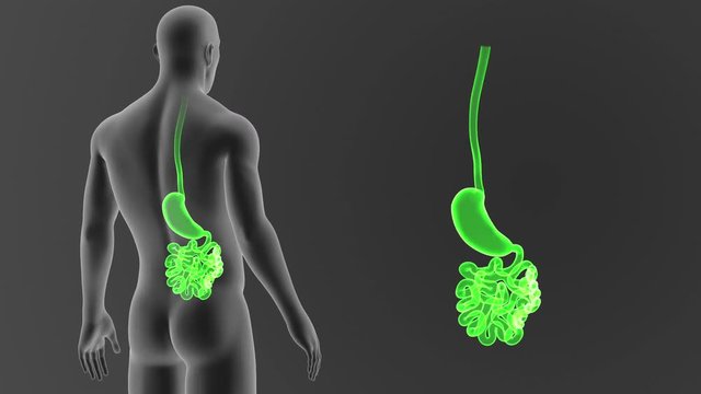 Stomach and Small Intestine zoom with Body