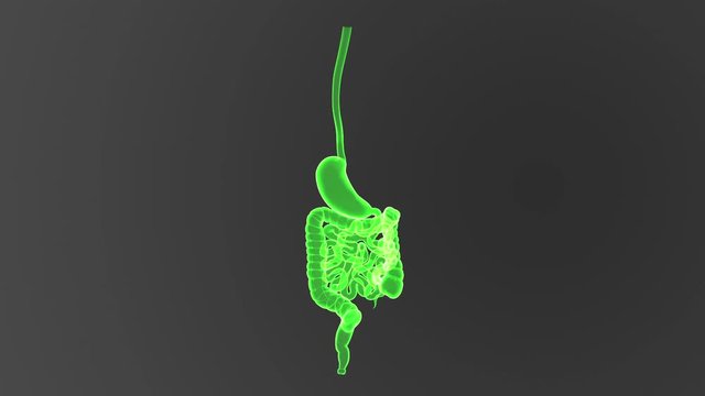 Stomach and Intestine