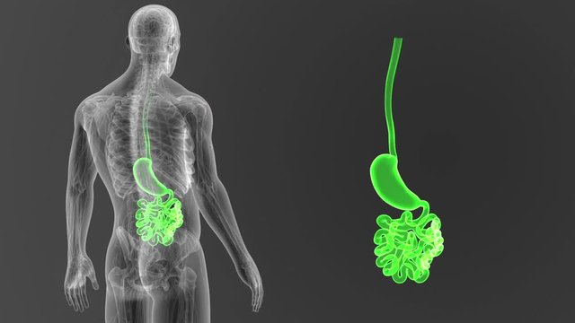 Stomach and Small Intestine zoom with Anatomy