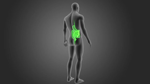 Stomach and Intestine with Body