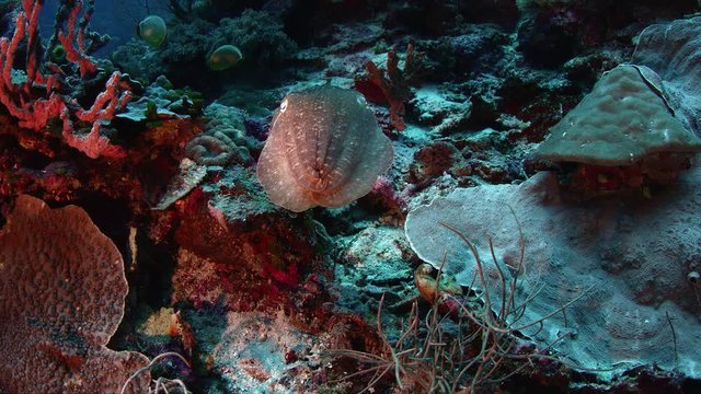 Needle cuttlefish Sepia aculeata, swims curiously through an intact coral reef and is quickly changing its color, WAKATOBI, Indonesia, slow motion