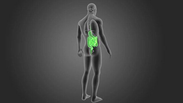 Stomach and Intestine with Organs