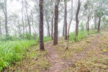 Obraz premium Footpath in the forest surrounded by trees.
