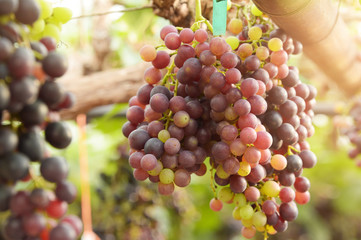 Red ripe grapes in the garden 
