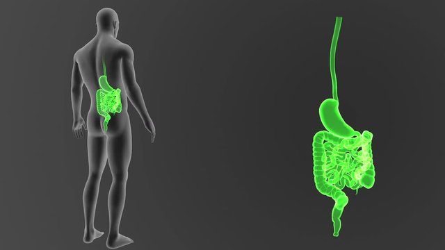 Stomach and Intestine zoom with Body