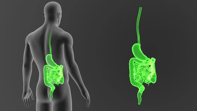 Stomach and Intestine zoom with Body