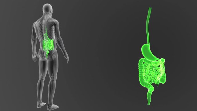Stomach and Intestine zoom with Skeleton