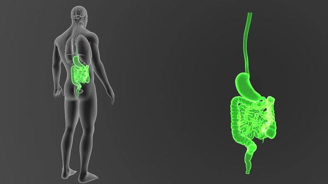 Stomach and Intestine zoom with Organs