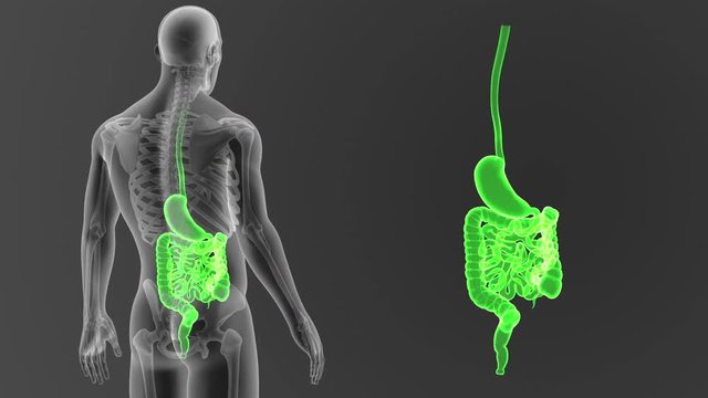 Stomach and Intestine zoom with Skeleton