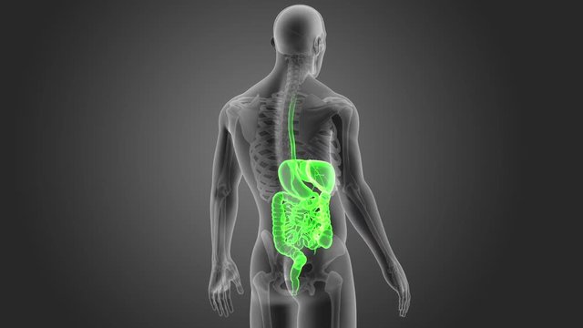 Digestive System with Skeleton