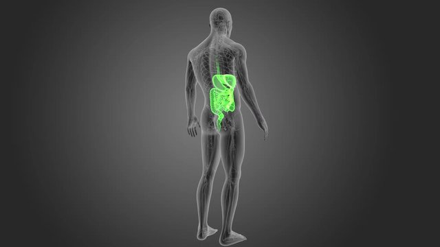 Digestive System with Circulatory system