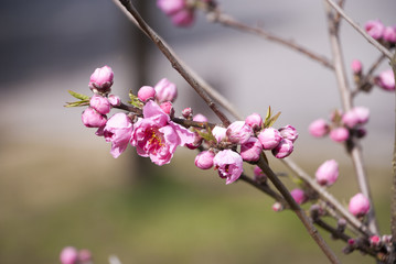 桃