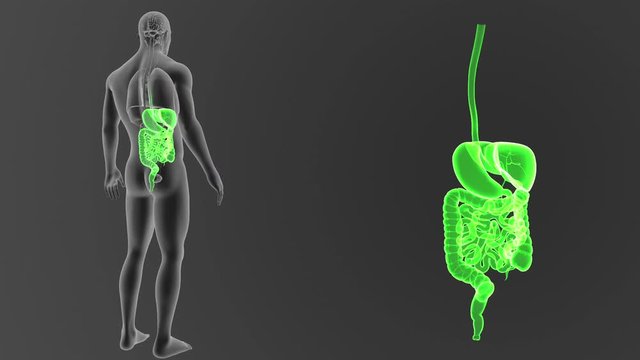 Digestive System zoom with Organs