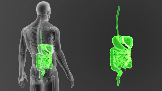 Digestive System zoom with Skeleton
