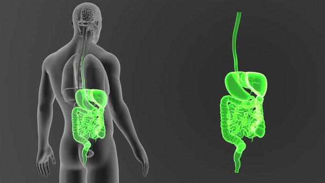 Digestive System zoom with Organs