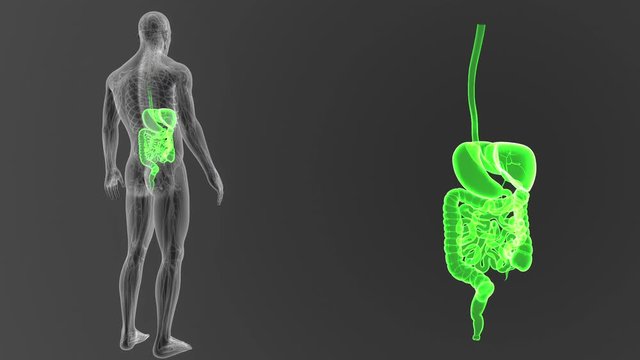 Digestive System zoom with Circulatory system