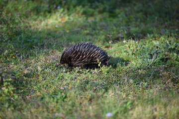 Echidna