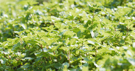 Mint plant grow at vegetable garden