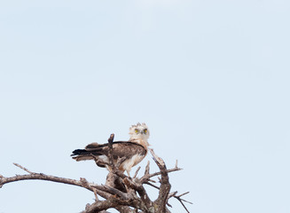 Southern Banded Snake Eagle (Circaetus fasciolatus) in Tarangire National Park