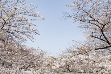 目黒川の桜