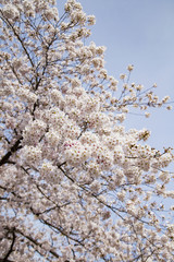 目黒川の桜