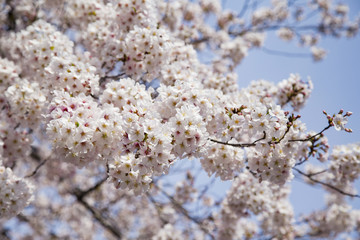 目黒川の桜