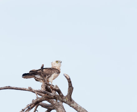Southern Banded Snake Eagle (Circaetus fasciolatus) in Tarangire National Park