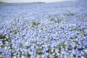 Obraz premium ネモフィラの花畑