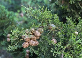 Branch of cypress with fruits.