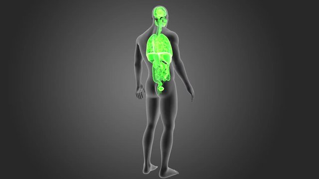 Organs with Body