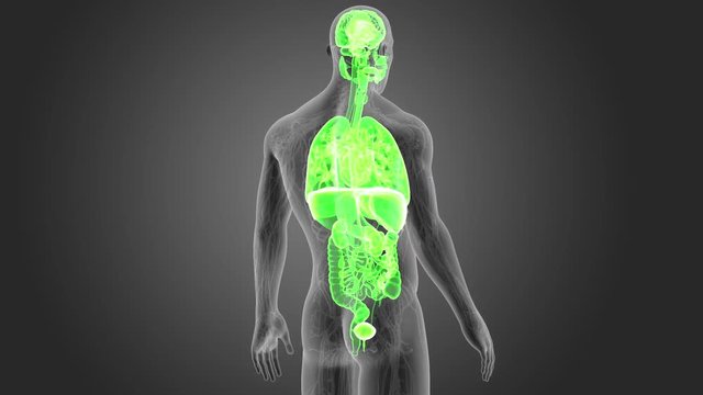 Organs with Circulatory system