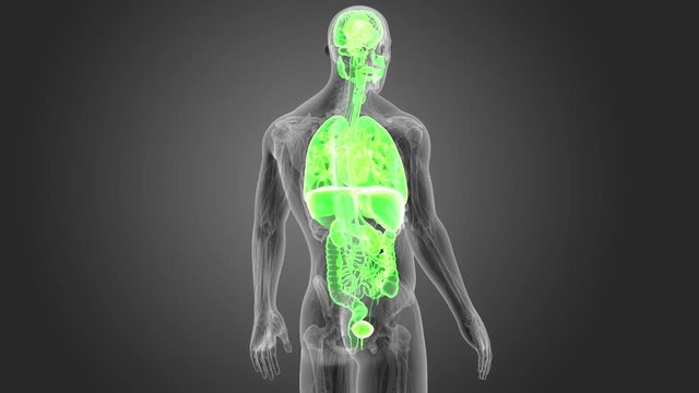 Organs with Anatomy