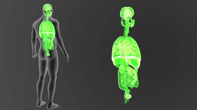 Organs with Body