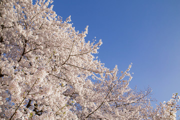 砧公園の桜
