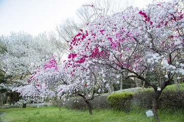 Fototapeta premium 砧公園の源平桃