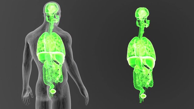 Organs with Circulatory system
