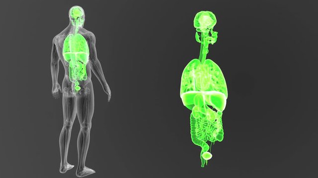 Organs zoom with Anatomy