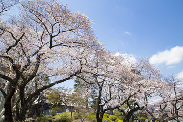 東京大学構内　桜の風景