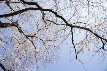 東京大学構内　桜の風景