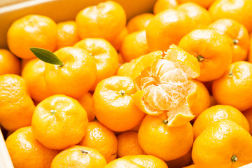 鹿児島特産　桜島小みかん